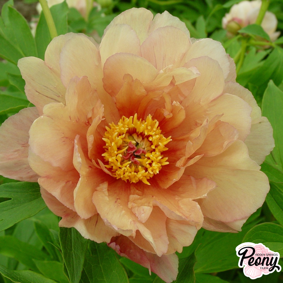 Garden Candy® Peach-A-Licious™ Itoh Peony — Hidden Springs Peony Farm